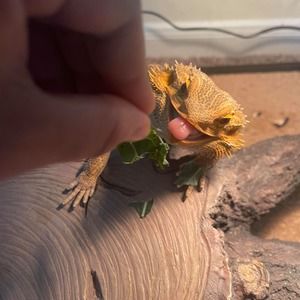 Meet your Posher, Ayden